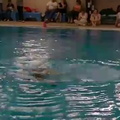 Vidéo Synchro d&#039;Or - Propulsion Ballet - Laurine - Novembre 2014 - Les nageurs du cnmg - Sports